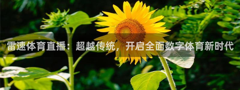 火凤直播足球赛免费视频：雷速体育直播：超越传统，开启全面数字体育新时代